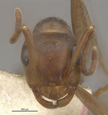 Media type: image;   Entomology 304341 Aspect: head frontal view